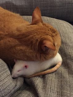 an orange and white cat laying on top of a gray couch next to a rat