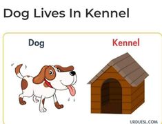 the dog lives in kennel