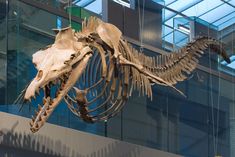 a dinosaur skeleton hanging from the ceiling in front of a glass wall with an animal's skull on it