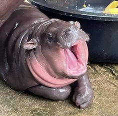 a baby hippo laying on the ground with its mouth open