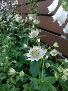 white flowers are growing next to a wooden fence