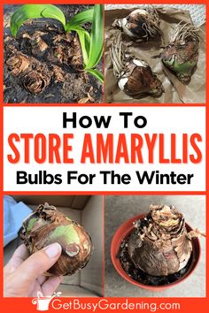 how to store amaryllis bulbs for the winter