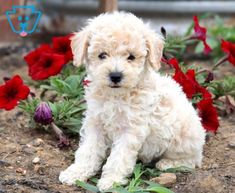 a small white dog sitting on top of a dirt ground next to some red flowers