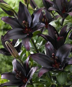 purple flowers with green leaves in the background