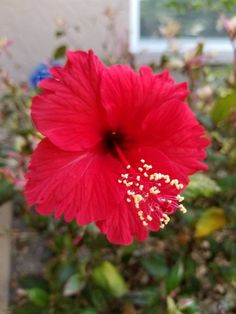 a red flower with yellow stamens in front of a house