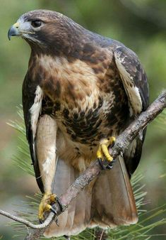 a hawk perched on top of a tree branch