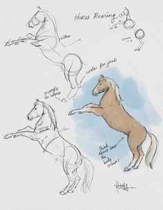 some drawings of horses that are standing up