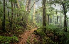 a dirt path in the middle of a forest with lots of trees and ferns on both sides