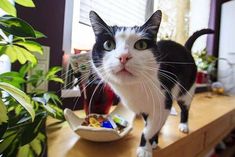 a black and white cat standing on top of a wooden table next to a potted plant