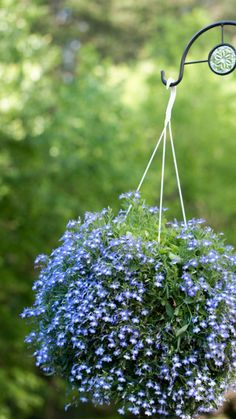 a hanging planter filled with blue flowers