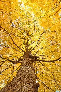 looking up at the top of a tall tree with yellow leaves on it's branches