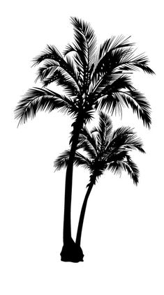 a black and white silhouette of a palm tree