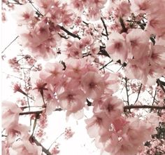 pink flowers are blooming on the branches of trees in front of a white sky