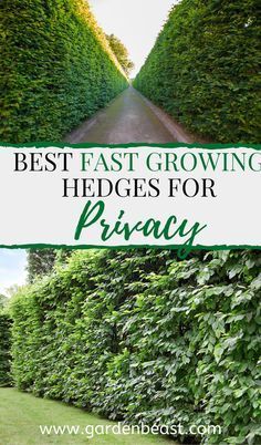 the words best fast growing hedges for privacy are in front of a row of trees