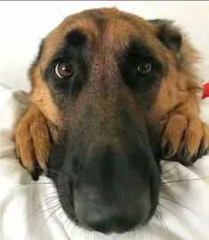 a close up of a dog laying on top of a white bed sheet with it's head resting on the pillow