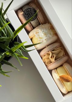 an open box filled with different types of macaroni and cheeses next to a potted plant