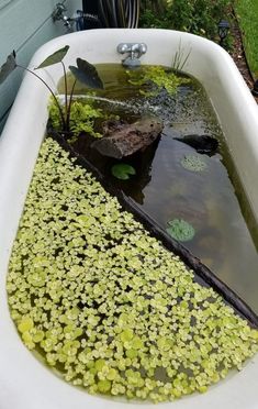 a bathtub filled with water and plants in the middle of it's side