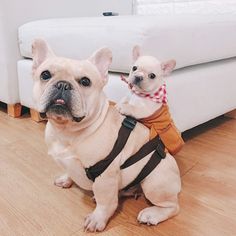 two dogs sitting on the floor in front of a white couch and one is wearing a harness