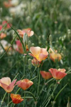 the flowers are blooming in the field with green stems and pink petals on them