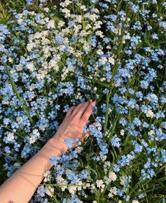 a hand reaching for some blue flowers in the middle of it's blooming season