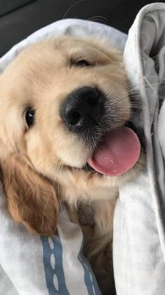 a puppy is laying under a blanket with its tongue hanging out