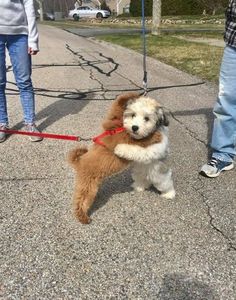 a small brown and white dog on a leash