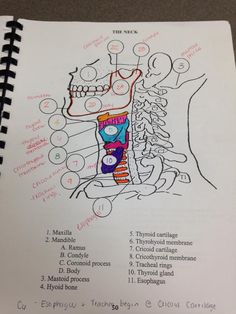 a diagram of the human body and its major structures on a page in a notebook