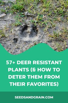 an animal track with the words, 53 deer resistant plants and how to deter them from their favorites