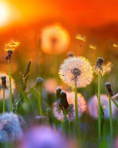 Hazy Aesthetic, Pink Dandelion, Watercolor Subjects, Pretty Backgrounds, Wildflower Garden, Draw On Photos, Beautiful Photography