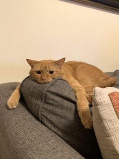 an orange cat laying on top of a gray couch