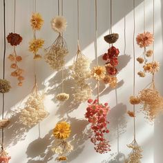 various dried flowers hanging from strings on a white wall in the sun, with shadows