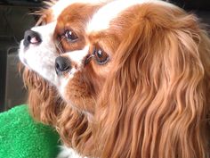 a brown and white dog sitting on top of a green towel