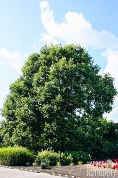 a large green tree sitting next to a lush green park filled with lots of flowers