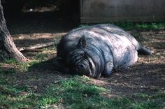 an animal that is laying down on the ground in the grass next to a tree