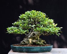 a bonsai tree in a pot on a table