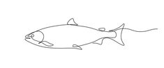 a line drawing of a fish on a white background