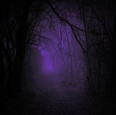 a dark forest filled with lots of trees covered in purple fog and light at the end