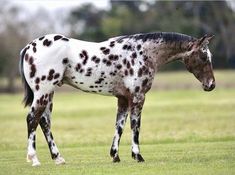 a spotted horse standing in the middle of a field