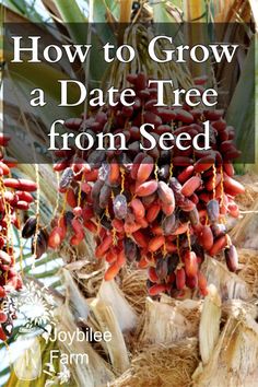 a bunch of fruit hanging from a tree with the words how to grow a date tree from seed