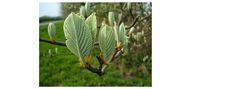 some green leaves on a tree branch in the grass