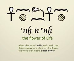 the word flower of life is written in two different languages, and has an image of flowers