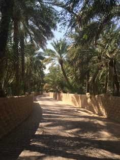 an empty street lined with palm trees on both sides and a stone wall in the middle