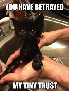 a cat is being washed in a sink by someone's hands with the caption, why have you betrayed my tiny trust?