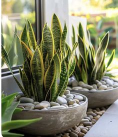 some plants are sitting in large pots on the windowsill and rocks under them, along with pebbles