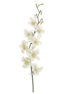 white orchids with long stems in front of a white background for use as a backdrop