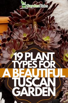 flowers with text overlay that reads 19 plant types for a beautiful tuscann garden