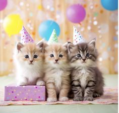 three small kittens are sitting together in front of balloons and confetti cones