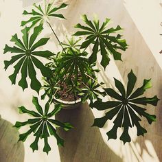 a potted plant sitting on top of a hard wood floor next to a window