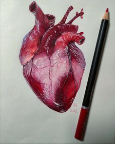 Drawing of human heart Heart Pencil Drawing, Human Heart Art, Human Heart Drawing, Anatomical Heart Art, Drawing Realistic, Tanah Liat, Heart Drawing, Heart Painting, Human Heart