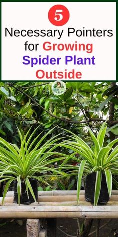 three spider plant pots sitting on top of a wooden bench with text overlay reading necessary points for growing spider plant outside